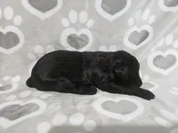 F1 BlackEyedPea, a female Goldendoodle for sale in Jacksonville, NC – 3 of 3