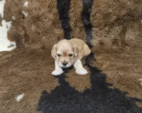 F1 Hera, a female Cavapoo for sale in Jacksonville, NC – 2 of 3