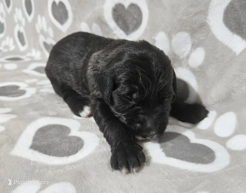F1 BlackEyedPea – Goldendoodle puppy for sale in Jacksonville, NC