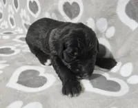 F1 BlackEyedPea, a female Goldendoodle for sale in Jacksonville, NC – 1 of 3