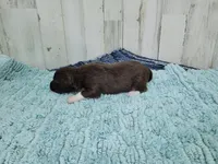 F1 Cranberry, a female Miniature Aussiedoodle for sale in Jacksonville, NC – 3 of 3