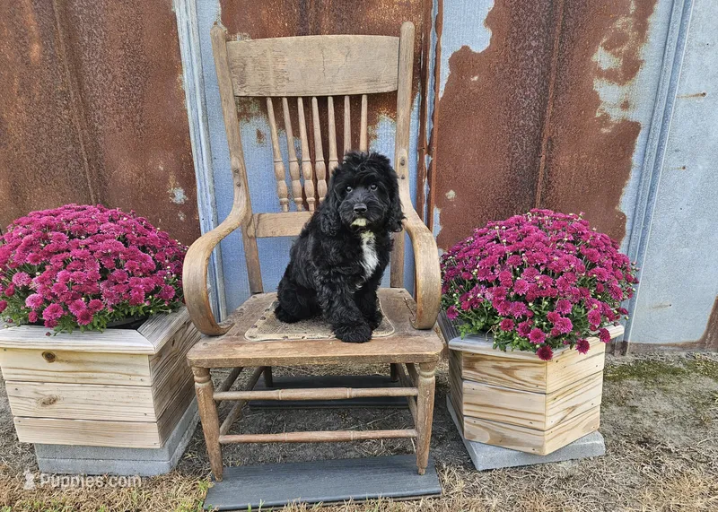 F1 Poseidon – Cavapoo puppy for sale in Jacksonville, NC