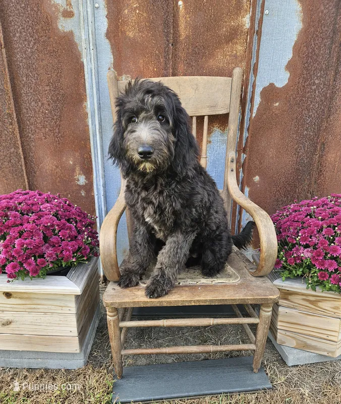 F1 Crowder – Goldendoodle puppy for sale in Jacksonville, NC
