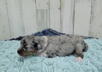 F1 Blueberry, a female Miniature Aussiedoodle for sale in Jacksonville, NC – 3 of 3