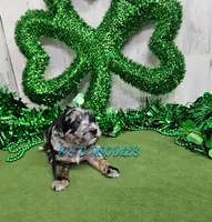 F1b Kelsey, a female Miniature Bernedoodle for sale in Jacksonville, NC – Photo 1 of 4