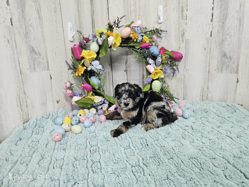 F1b Kelsey – Miniature Bernedoodle puppy for sale in Jacksonville, NC