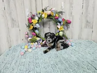 F1b Kelsey, a female Miniature Bernedoodle for sale in Jacksonville, NC – Photo 6 of 8