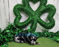 F1b Kelsey, a female Miniature Bernedoodle for sale in Jacksonville, NC – Photo 4 of 4