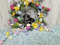 F1b Kelsey, a female Miniature Bernedoodle for sale in Jacksonville, NC – Photo 7 of 8