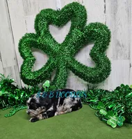 F1b Kelsey, a female Miniature Bernedoodle for sale in Jacksonville, NC – Photo 2 of 4