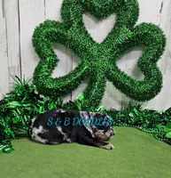 F1b Kelsey, a female Miniature Bernedoodle for sale in Jacksonville, NC – Photo 3 of 4