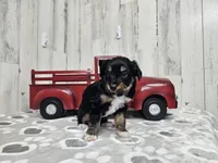 F1 Banana, a male Miniature Aussiedoodle for sale in Jacksonville, NC – 2 of 5