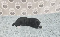 F1b Porter, a male Miniature Bernedoodle for sale in Jacksonville, NC – 2 of 3