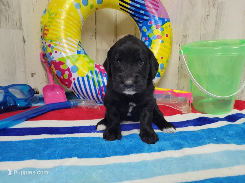 F1 SweetPea – Goldendoodle puppy for sale in Jacksonville, NC