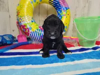 F1 SweetPea, a female Goldendoodle for sale in Jacksonville, NC – 2 of 5