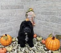 F1 Poseidon, a male Cavapoo for sale in Jacksonville, NC – 2 of 9
