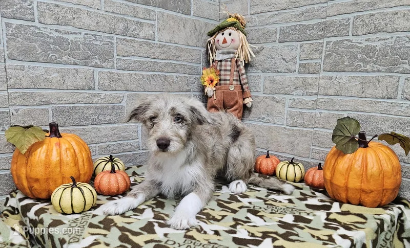 F1 Strawberry – Miniature Aussiedoodle puppy for sale in Jacksonville, NC