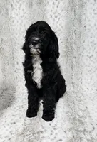 F1 ButterBean, a female Goldendoodle for sale in Jacksonville, NC – 3 of 8