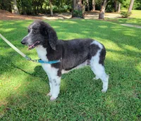 Jordan, a female Poodle - Standard  for sale in Jacksonville, NC – 3 of 4