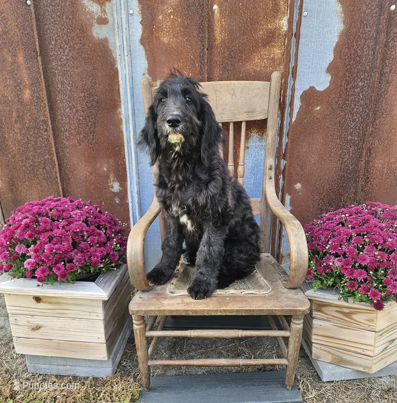 F1 SweetPea – Goldendoodle puppy for sale in Jacksonville, NC