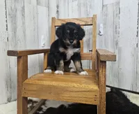F1 Banana, a male Miniature Aussiedoodle for sale in Jacksonville, NC – 1 of 5