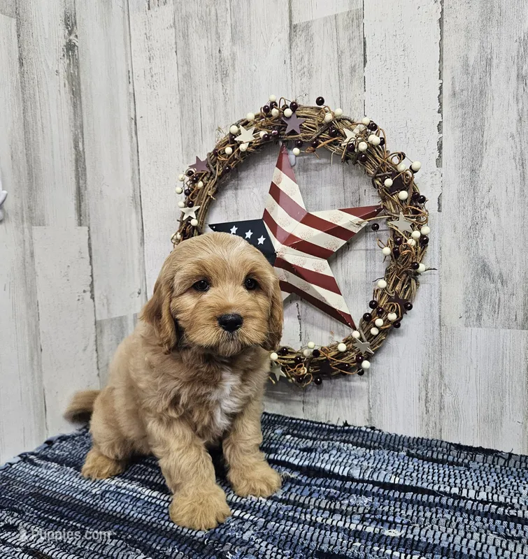 F1 River – Cavapoo puppy for sale in Jacksonville, NC