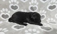 F1 Crowder, a female Goldendoodle for sale in Jacksonville, NC – 2 of 3