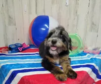 F1b Kelsey, a female Miniature Bernedoodle for sale in Jacksonville, NC – 1 of 10