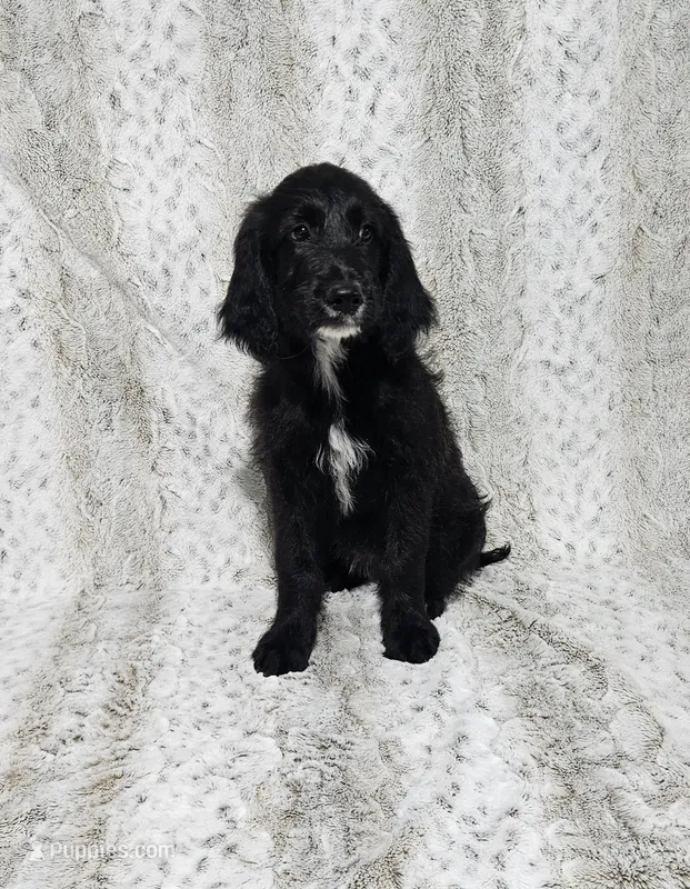 F1 BlackEyedPea – Goldendoodle puppy for sale in Jacksonville, NC
