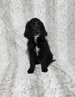 F1 BlackEyedPea, a female Goldendoodle for sale in Jacksonville, NC – 2 of 7
