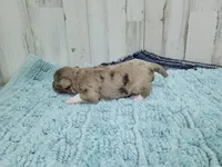 F1 Strawberry, a female Miniature Aussiedoodle for sale in Jacksonville, NC – 3 of 3