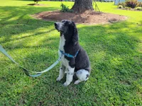 Jordan, a female Poodle - Standard  for sale in Jacksonville, NC – 4 of 4