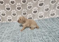 F1b Carl, a male Miniature Bernedoodle for sale in Jacksonville, NC – 2 of 3