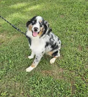 Walker, a male Miniature Australian Shepherd for sale in Jacksonville, NC – 2 of 4
