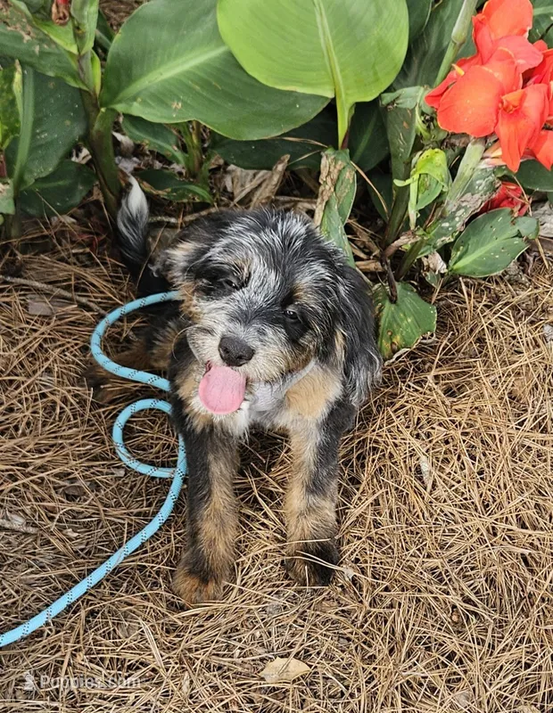 F1b Kelsey – Miniature Bernedoodle puppy for sale in Jacksonville, NC