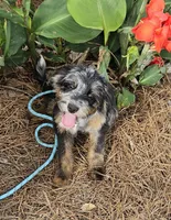 F1b Kelsey, a female Miniature Bernedoodle for sale in Jacksonville, NC – 2 of 10