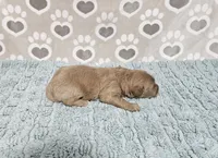 F1b Dean, a male Miniature Bernedoodle for sale in Jacksonville, NC – 3 of 3