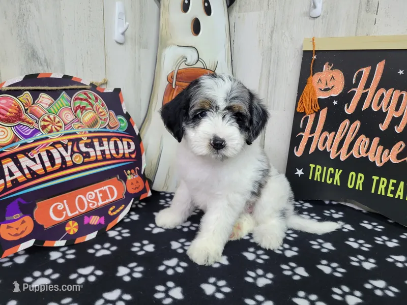 F1b Tennessee – Miniature Bernedoodle puppy for sale in Jacksonville, NC