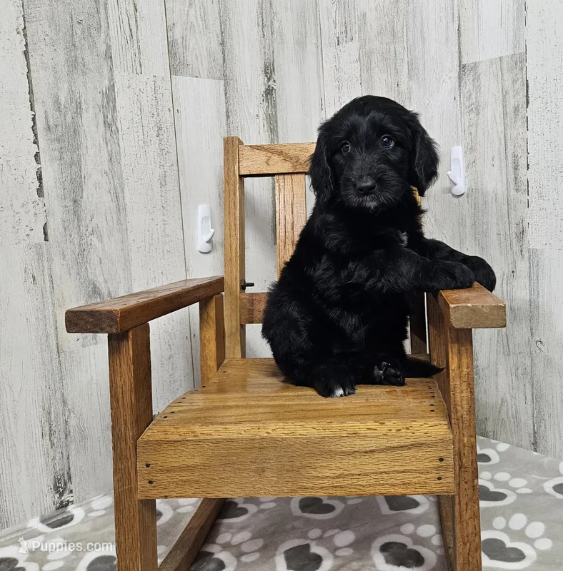 F1 Crowder – Goldendoodle puppy for sale in Jacksonville, NC