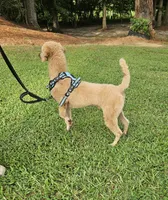Major, a male Poodle - Miniature  for sale in Jacksonville, NC – 4 of 6