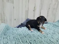 F1 Blackberry, a female Miniature Aussiedoodle for sale in Jacksonville, NC – 3 of 3
