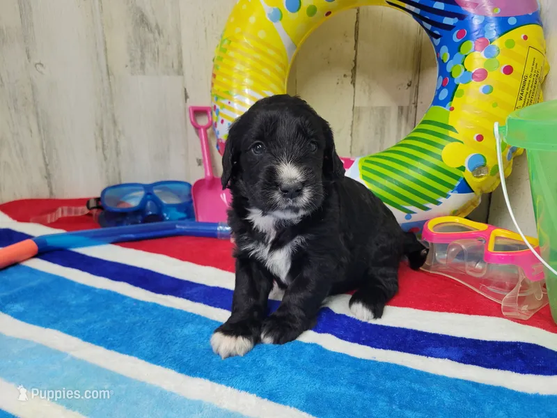 F1 Dot – Goldendoodle puppy for sale in Jacksonville, NC