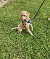 Major, a male Poodle - Miniature  for sale in Jacksonville, NC – 5 of 6