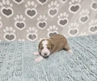 F1b Stella, a female Miniature Bernedoodle for sale in Jacksonville, NC – 3 of 3