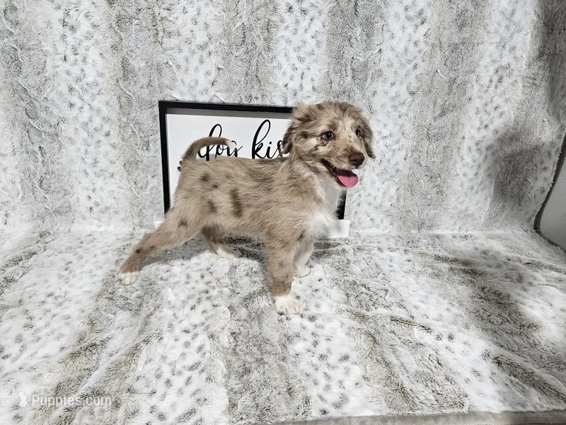 F1 Strawberry – Miniature Aussiedoodle puppy for sale in Jacksonville, NC