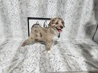 F1 Strawberry, a female Miniature Aussiedoodle for sale in Jacksonville, NC – 4 of 9