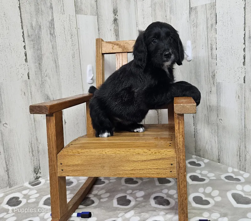F1 BlackEyedPea – Goldendoodle puppy for sale in Jacksonville, NC