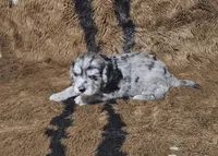 F1 Aphrodite, a female Cavapoo for sale in Jacksonville, NC – 3 of 3