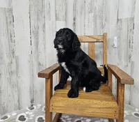 F1 SnowPea, a female Goldendoodle for sale in Jacksonville, NC – 1 of 5