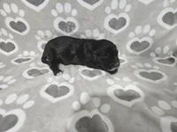 F1 SweetPea, a female Goldendoodle for sale in Jacksonville, NC – 3 of 3